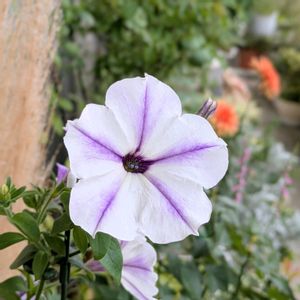 サフィニアアート,サフィニアアート,るり色風ぐるま*˚,꒰ღ˘◡˘ற꒱かわゅ~,爽やかな花色の画像