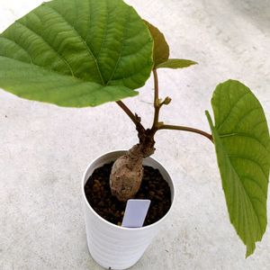 アンペロシッサス マルティニ,多肉植物,塊根植物,可愛い,成長記録の画像