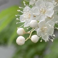 アマリリス,フクシア,ニワナナカマド,モミジバゼラニウム,つぼみの画像