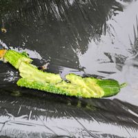 キュウリ,キュウリ,バラ,紫陽花,モナルダの画像
