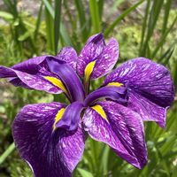ハナショウブ,花菖蒲,※実家の庭の画像