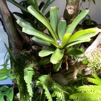 ネオレゲリアの花,ネオレゲリアの画像
