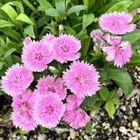 ナデシコ,可憐な花,明日はきっと良い日になる,2019同期,いつも心に太陽をの画像
