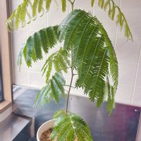 エバーフレッシュ,新しい葉っぱ,新葉の成長,猫にも安全な植物,トビムシ嫌いの画像