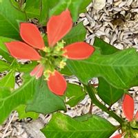 ショウジョウソウ,可憐な花,明日はきっと良い日になる,2019同期,いつも心に太陽をの画像