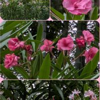 スモモ,キョウチクトウ,ジキタリス,木曜日は桃色の画像
