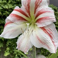 アマリリス,キュウリ,ミニトマト,収穫,今日のお花の画像