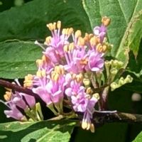 トチノキ,マツバウンラン,ムラサキシキブ,ニガナ,ハナニガナの画像