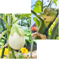 白ナス,プランター野菜,自家製野菜,夏野菜,花と緑のある暮らしの画像