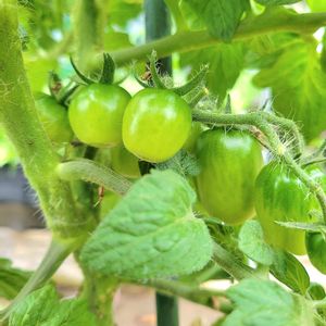 ミニトマト,プランター野菜,自家製野菜,夏野菜,花と緑のある暮らしの画像