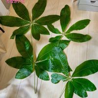 パキラ,ワイルド,森林浴,熱帯植物,癒しの空間の画像