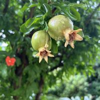 ザクロ,ザクロ,梅雨,オレンジ好き,ミソハギ科の画像