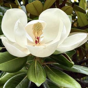 タイサンボク,@東京の画像