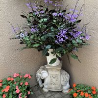 インパチェンス,プレクトランサス・モナラベンダー,可愛い,和む,花のある暮らしの画像