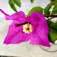 ブーゲンビリア,エリンジウム(マツカサアザミ),こだから弁慶草(カランコエ属)の画像