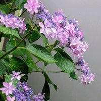 アジサイ,アジサイ,ガクアジサイ,ガクアジサイ,額紫陽花の画像
