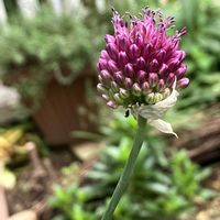 アリウム,コムラサキ,アリウム 丹頂,地震お見舞い申し上げます,豪雨被害お見舞いの画像
