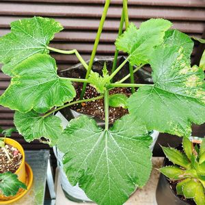 ズッキーニ,ズッキーニ,自家製野菜,植中毒,GS日和の画像
