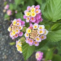 ランタナ,アベリア,アベリア♪,サルビア・ミクロフィラ,ランタナ♪の画像