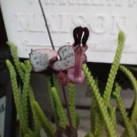 アジサイ,ハートカズラ,ガクアジサイ,多肉植物。,桔梗（ききょう）の画像