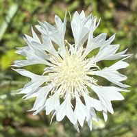 ヤグルマギク,ヤグルマギク,公園,鉢植え,花壇の画像