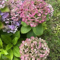 アジサイ,紫陽花,地植え,花壇,ガーデニングの画像