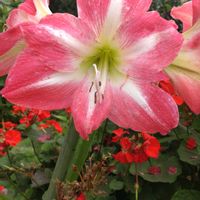 アマリリス,鉢植え,ガーデニング,植え込み,大谷翔平の画像
