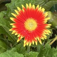 ガーベラ,ガザニア,キキョウ,矮性キキョウ,紫陽花 アジサイ あじさいの画像