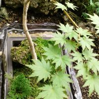 有明モミジ,有明モミジ,盆栽,花ある日々,花友にありがとうの画像