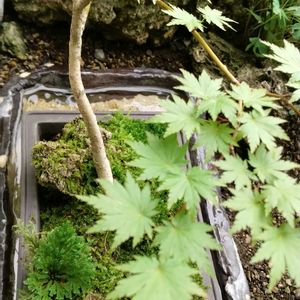 有明モミジ,有明モミジ,盆栽,花ある日々,花友にありがとうの画像
