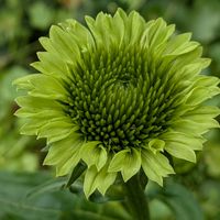 マトリカリア,紫陽花,アナベル,エクレール,エキナセア グリーンエンジェルの画像