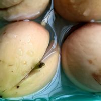 アボカド,アボカド種,緑のある暮らし,癒し系,アボカド種からの画像