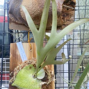 コウモリラン,ビカクシダ,まりおお迎え記録の画像