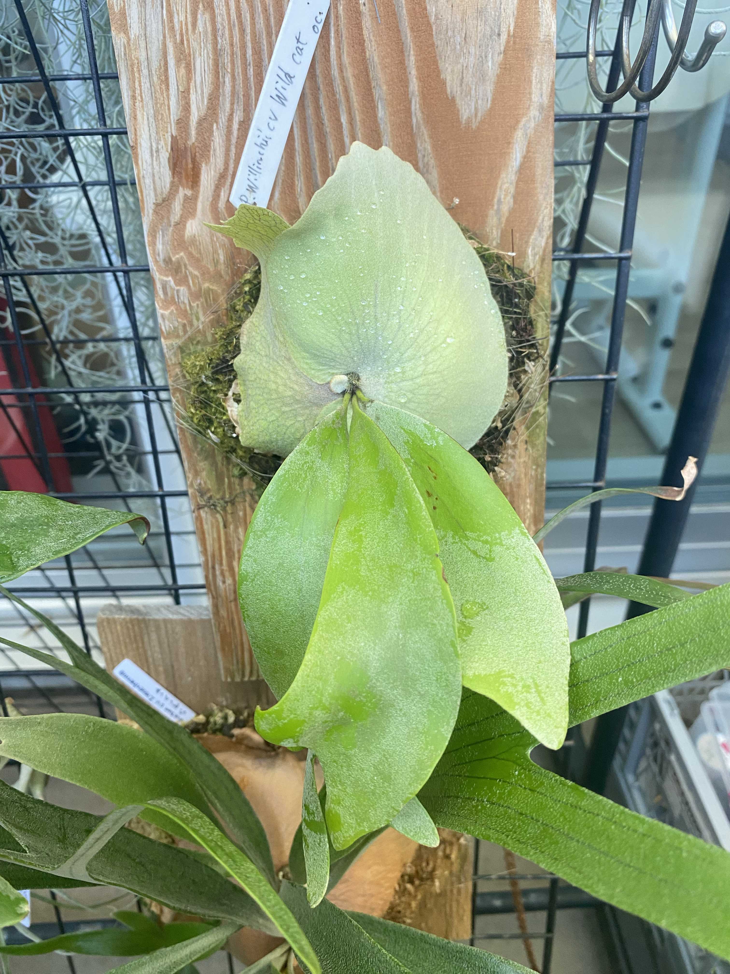 バクスポの貯水葉からの新芽 ビカクシダの森
