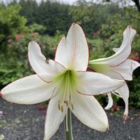 アマリリス,アマリリス,鉢植え,コチレドン ,花が好きの画像