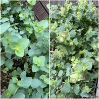 オレガノ,オレガノ ケントビューティー,鉢植え,花のある暮らし,素敵の画像