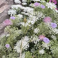 紫陽花,スイートアリッサム ,ホワイトレースフラワー,ハイビスカス 八重咲き,ブルーレースフラワーの画像