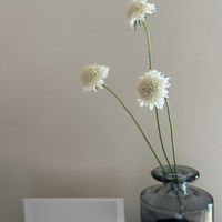 スカビオサ,ヘレニウム　オータムロリポップ,花のある暮らし,大好きなお花の画像