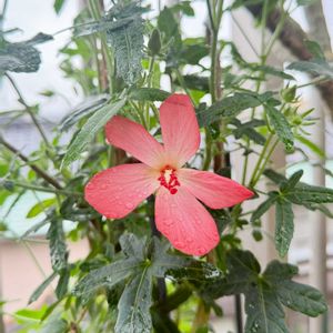 プルメリア,アベルモスクス（アジアンハイビスカス）,花芽,実生,オザキフラワーパークの画像