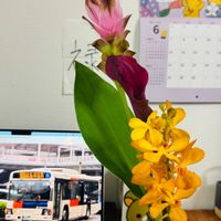 カラー,クルクマ,モカラの画像