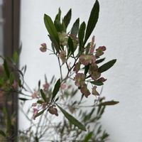 アナベル,フィカス　ウンベラータ,ドドナエア,ドドナエア・ プルプレア,はしもとみお作の画像