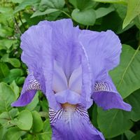 ジャーマンアイリス,小花妖精,お出かけ先の画像