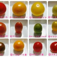 ナス,ミニトマト,とうもろこし,大根,ミニキュウリの画像