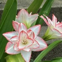 アマリリス,レインリリー,ホテイアオイ,ルドベキア,紫陽花の画像