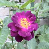 ベビーロマンティカ,センチメンタル,バラ ミミエデン,バラ アイスフォーゲル,薔薇 ミッドナイトブルーの画像