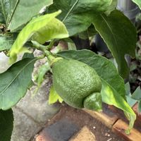 レモン,レモン  ビアフランカ,レモン  ビアフランカ,レモンの木の画像