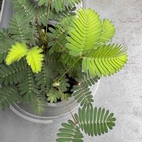 オジギソウ,多肉植物,多肉植物寄せ植え,DCM,ありがとうおめでとうの画像