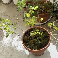 ノイバラ,バラ　挿し木,バラ　ローズオオサカ,ベランダの画像