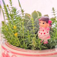 セダム,多肉植物寄せ植え,ペコちゃん祭りの画像