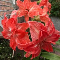我が家の庭,今日のお花,八重のアマリリス,エントランスの画像